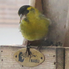 Erlenzeisige am Vogelhaus