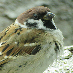 Feldsperlinge und balzende Schnatterenten