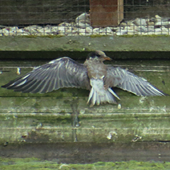 Junge Flussseeschwalbe in Gefahr