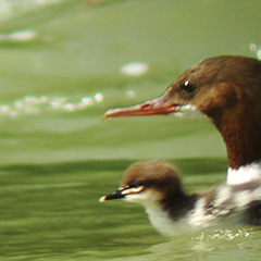 Junge Gänsesäger an der Isar