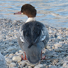 Gänsesäger bei Fütterung am Flaucher