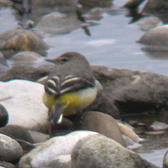 Gebirgsstelze und überwinternde Bachstelze an der Isar