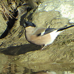 Gimpel (Dompfaff) und Silberreiher am Ammersee