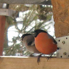 Gimpel, Bergfink und Eisvogel in der Moosmühle