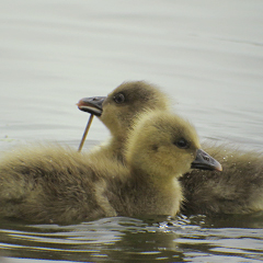 Graugansküken und Haubentaucher am Altmühlsee