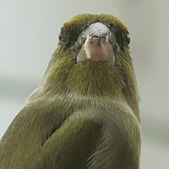 Grünfinken am Vogelhaus