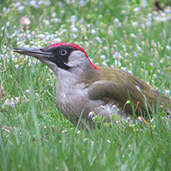 Vogelfrauen und Nestbau im Ostfriedhof