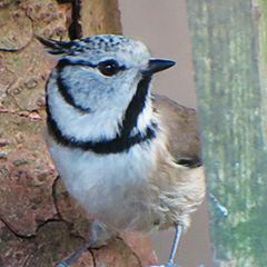 Haubenmeise, Tannenmeise, Waldbaumläufer