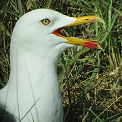 Helgoland – Tag 7: Heringsmöwe, Sandregenpfeifer, Wespenbussard