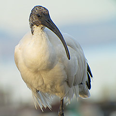 Heiliger Ibis in Dießen am Ammersee