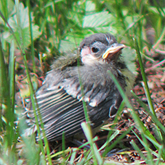 Hechelnde Krähen und hungrige Jungvögel