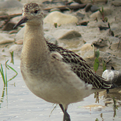 Kampfläufer am Ammersee