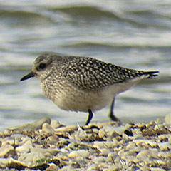 Kiebitzregenpfeifer am Ammersee