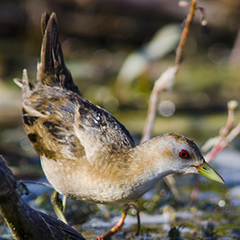 Kleines Sumpfhuhn am Echinger Stausee