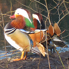 Mandarinenten am Isarkanal