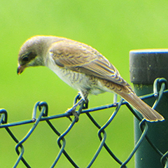 Neuntöter und Pfuhlschnepfe am Echinger Stausee