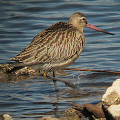 Fischadler und Pfuhlschnepfe in Palud