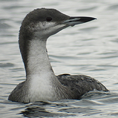 Prachttaucher und beringte Reiherente am Starnberger See