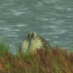 Nordseeküste – Tag 1: Regenbrachvogel, Großer Brachvogel und Löffler