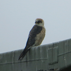 Rotfußfalke und Thunbergschafstelze am Ismaninger Speichersee