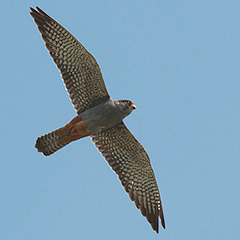 Rotfußfalke und Heckenbraunelle in Ismaning