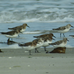 Helgoland – Tag 4: Sanderling, Eiderente, Silbermöwe