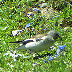 Schneesperling, Alpenbraunelle, Mauerläufer