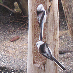 Schwanzmeise in Benediktbeuern