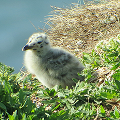 Helgoland – Tag 8: Nachwuchs bei Silbermöwe und Co.