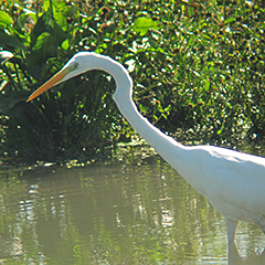 Bruchwasserläufer und Dunkler Wasserläufer am Altmühlsee