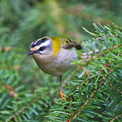 Sommergoldhähnchen, Wiesenpieper und Braunkehlchen