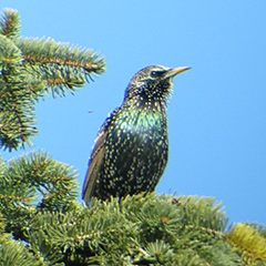 Schwätzende Stare und nestbauende Schwanzmeisen