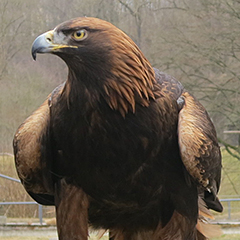 Steinadler im Graswangtal