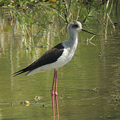 Stelzenläufer und Co. in Plattling