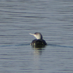 Sterntaucher und Singdrossel am Ismaninger Speichersee