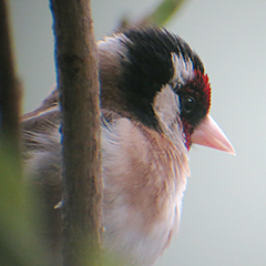 Der Vogel mit dem roten Gesicht – der Stieglitz