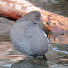 Wasserralle und Teichhuhn