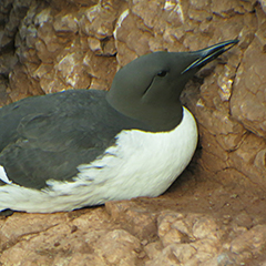 Helgoland – Tag 2 vormittags: Trottellumme, Tordalk und Eissturmvogel