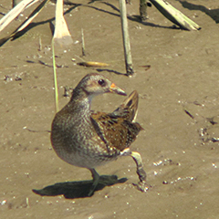 Tüpfelsumpfhuhn und Seidenreiher