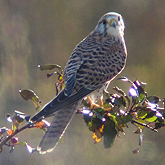 Junger Turmfalke und ziehende Lerchen