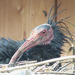 Waldrapp-Projekt in Burghausen