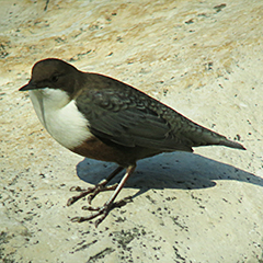 Wasseramsel und Mandarinenten an der Isar