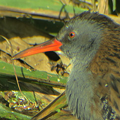 Wasserralle, Löffelente und Nilgans mit Nachwuchs