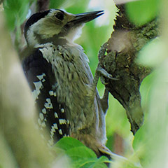 Weißrückenspecht und Schlangenadler