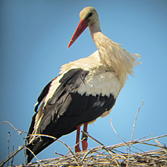 Elbe – Tag 2: Weißstorch und Braunkehlchen