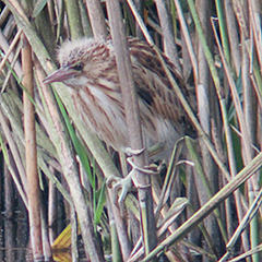 Zwergdommel und Großer Brachvogel