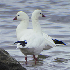 Zwergschneegans und Heiliger Ibis am Ismaninger Speichersee