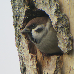 Feldsperlinge, Eisvogel und Eichelhäher