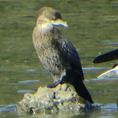 Zwergscharbe am Ismaninger Speichersee