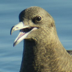 Zwei Spatelraubmöwen am Ammersee